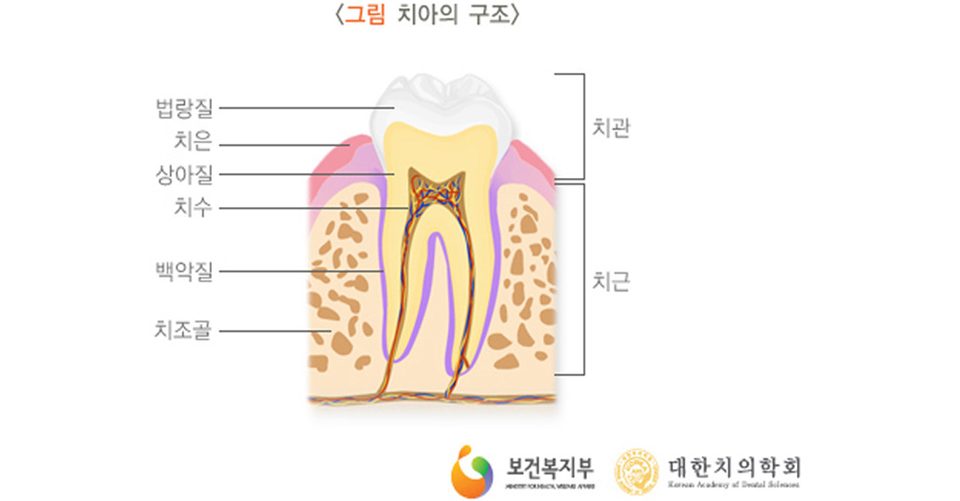 치아-구조